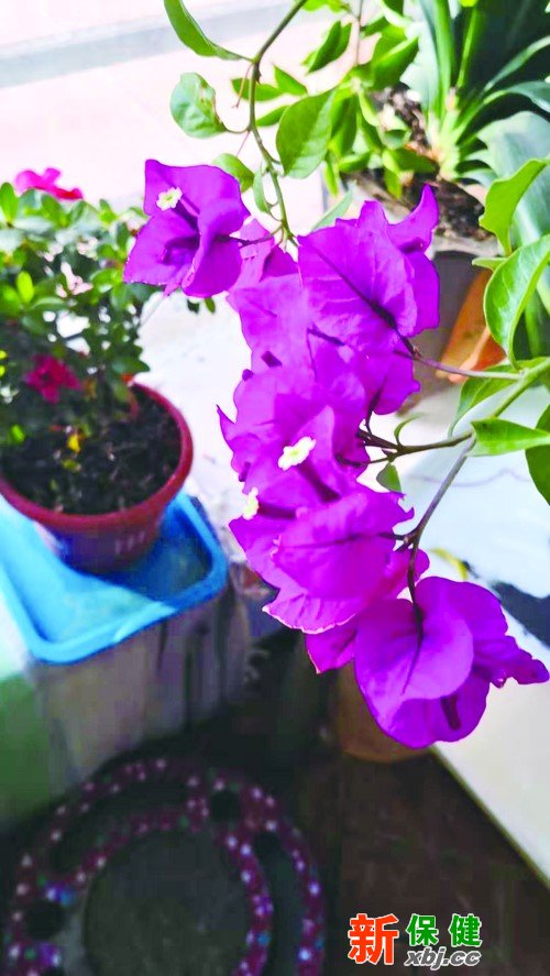 冬天適合在家養的花，讓寒冷冬日芬芳滿屋